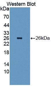 Rabbit Anti-HSPB1 Polyclonal Antibody, Western Blot (WB) – Cat# MBS2026815