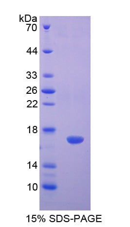 H3 Recombinant Protein – Cat# MBS2031291