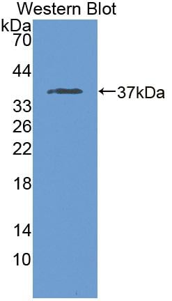 Rabbit Anti-ND1 Polyclonal Antibody – Cat# MBS2032344
