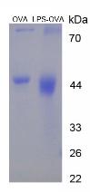 LPS Small Molecule, SDS-Page – Cat# MBS2086470