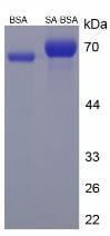 SA Small Molecule, SDS-Page – Cat# MBS2086629