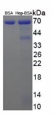 HEP Small Molecule, SDS-Page – Cat# MBS2086643