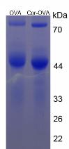 COR Small Molecule, SDS-Page – Cat# MBS2086173