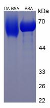 DA Small Molecule, SDS-Page – Cat# MBS2086312