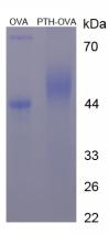 PTH Small Molecule – Cat# MBS2086332