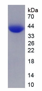 H4 Recombinant Protein, SDS-Page – Cat# MBS2124435
