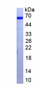 DNTT Recombinant Protein, SDS-Page – Cat# MBS2140204