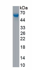 LH Active Protein – Cat# MBS2162250