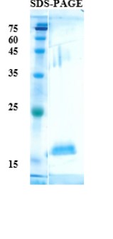 Recombinant Protein – Cat# MBS3040151