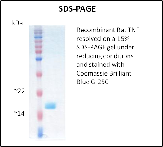 Rat TNF Active Protein – Cat# MBS4159984