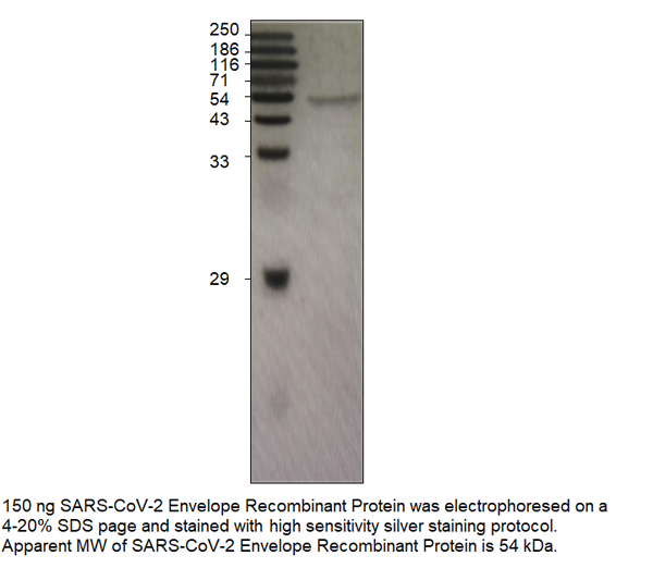 COVID-19 Recombinant Protein – Cat# MBS5401509