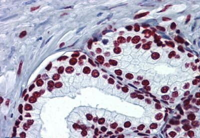 Rabbit Anti-Histone H4, Acetylated Polyclonal Antibody – Cat# MBS6000669