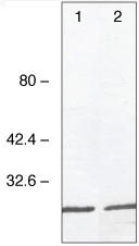 Mouse Anti-GAL4 Monoclonal Antibody – Cat# MBS6258549