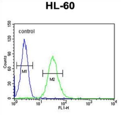 Rabbit Anti-CD80 Polyclonal Antibody, Flow Cytometry (FC/FACS) – Cat# MBS6283510