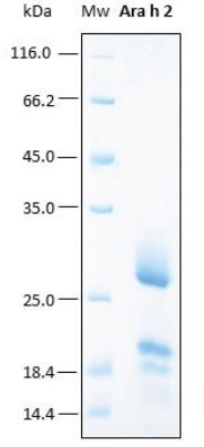 Recombinant Protein – Cat# MBS505124