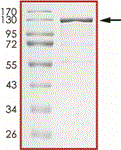 AsCas12a Recombinant Protein, SDS-Page – Cat# MBS516768
