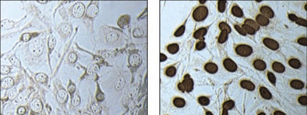 Rabbit Anti-HIST4H4 Polyclonal Antibody, Immunocytochemistry (ICC) – Cat# MBS614919