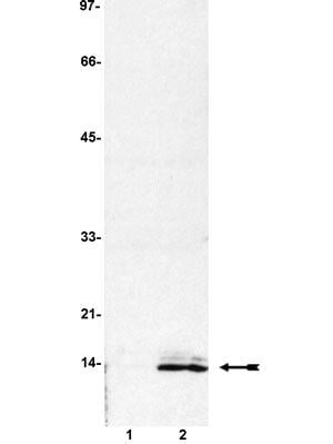 Rabbit Anti-HIST4H4 Polyclonal Antibody – Cat# MBS616728