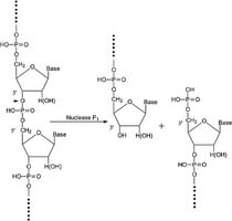 Enzyme, Testing Data – Cat# MBS653730