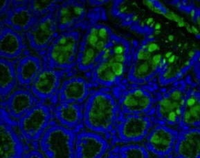 Lectin – Cat# MBS656585