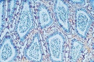 Lectin – Cat# MBS656754