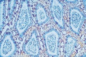 Lectin – Cat# MBS656198