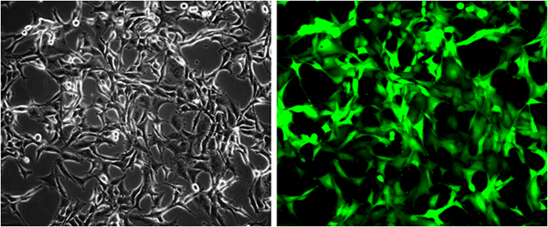 GFP/HeLa Cell Line – Cat# MBS669606