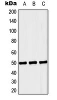 Rabbit Anti-SEP6 Polyclonal Antibody – Cat# MBS821924