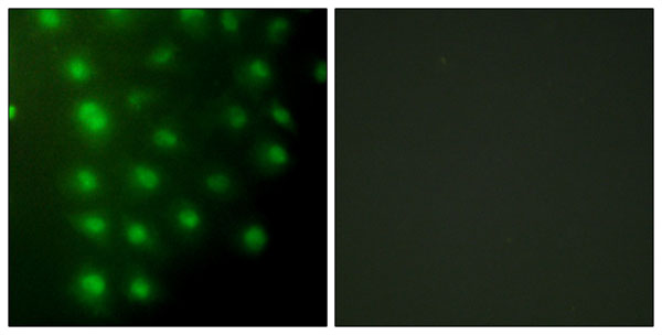 Anti-AKAP8 Antibody, Immunofluorescence (IF) – Cat# MBS856630