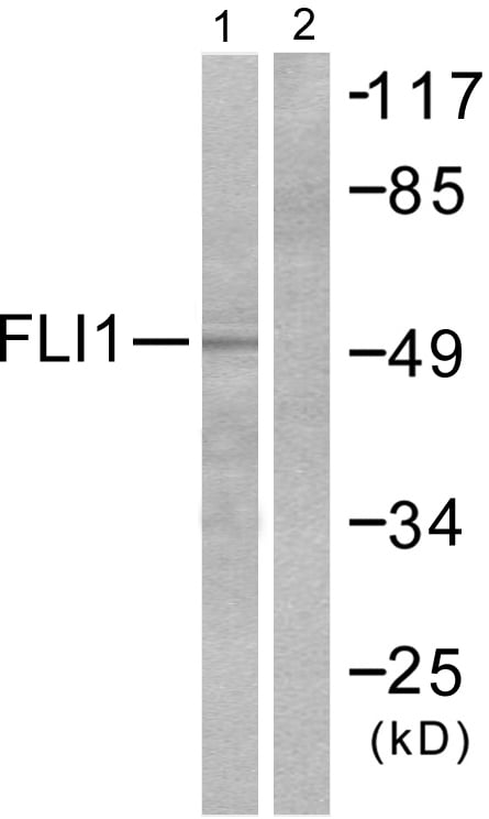 Anti-FLI1 Antibody, Western Blot (WB) – Cat# MBS856264
