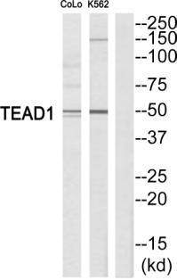 Anti-TEAD1 Antibody – Cat# MBS857966