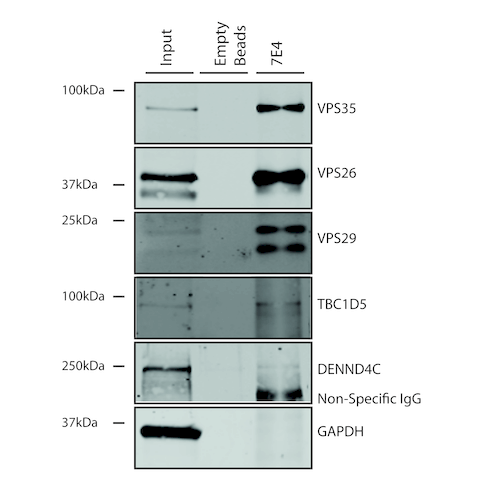 Mouse Anti-VPS35 Monoclonal Antibody, Immunoprecipitation (IP) – Cat# MBS8005590