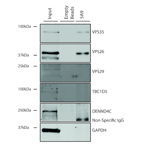 Mouse Anti-VPS35 Monoclonal Antibody, Immunoprecipitation (IP) – Cat# MBS8005615