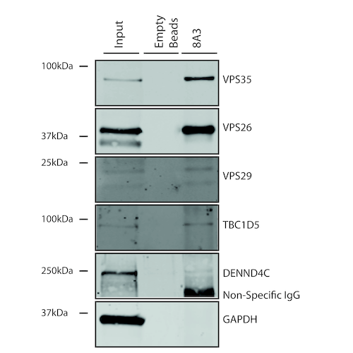 Mouse Anti-VPS35 Monoclonal Antibody, Immunoprecipitation (IP) – Cat# MBS8005639