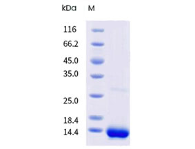 Bos Domesticus BOSD3 Recombinant Protein – Cat# MBS8126067