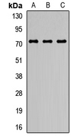 Rabbit Anti-N-SMase2 Polyclonal Antibody – Cat# MBS8291535