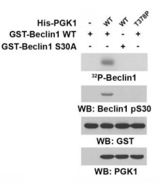 Rabbit Anti-BECN1 Polyclonal Antibody – Cat# MBS9430198
