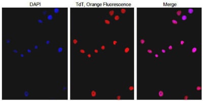 TdT Recombinant Protein, Immunofluorescence (IF) – Cat# MBS9719251