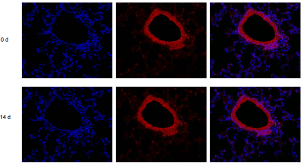 DAPI Staining Reagent, Immunocytochemistry (ICC) – Cat# MBS9719255