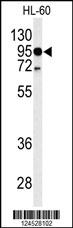 Rabbit Anti-TLR4 Polyclonal Antibody – Cat# MBS9206134