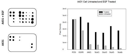 A431 cells were grown to 80% confluency and then serum starved overnight. Cells were either untreated (bottom panel) or treated (top panel) with EGF for 20 minutes. Data shown are from a 20 second exposure using a chemiluminescence imaging system.