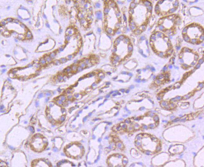 Anti-CD31 Antibody (6F18)