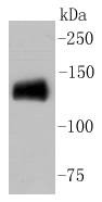 Anti-CD31 Antibody (6F18)