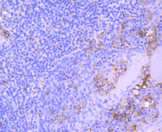 Anti-CD31 Antibody (6F18)