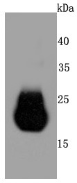 Anti-Claudin-5 Antibody (7Z609)