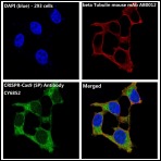 Anti-CRISPR-Cas9 Antibody (4K140)