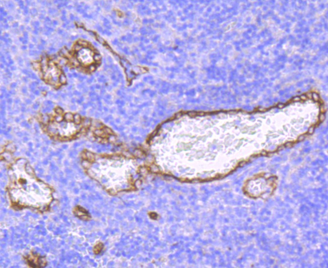 Anti-Claudin-5 Antibody (7Z609)
