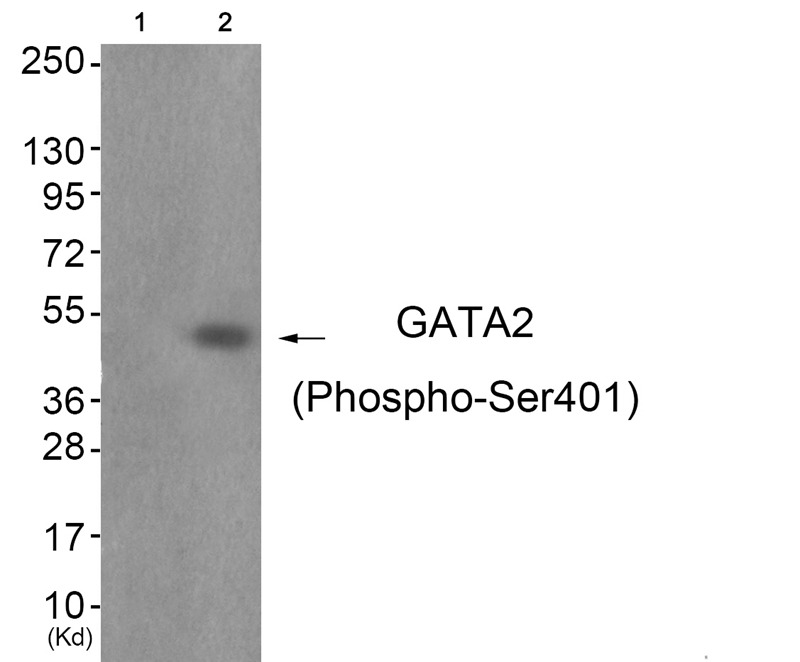 Anti-Phospho-GATA2 (Ser401) Polyclonal Antibody