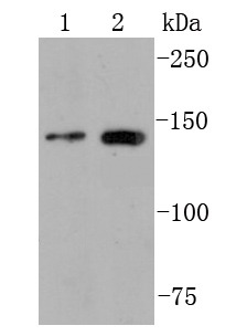 Anti-FGFR2 Antibody (2Q305)