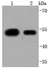 Anti-KLF4 Antibody (8B968)